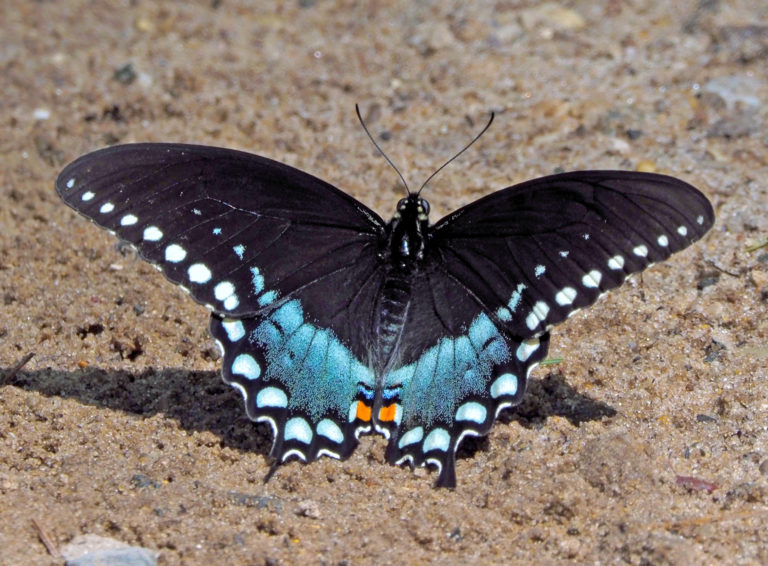 Photographs of Michigan butterflies by Ed Rothwell